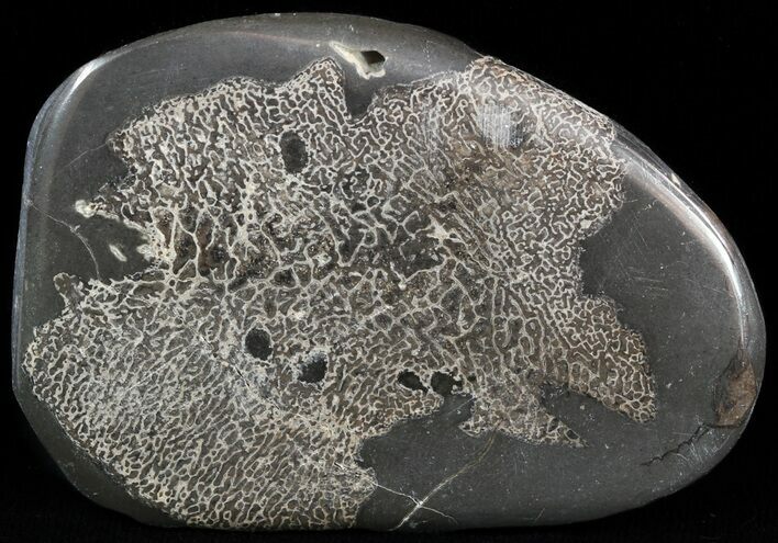 Jurassic Marine Reptile Bone In Cross-Section - Whitby, England #49176